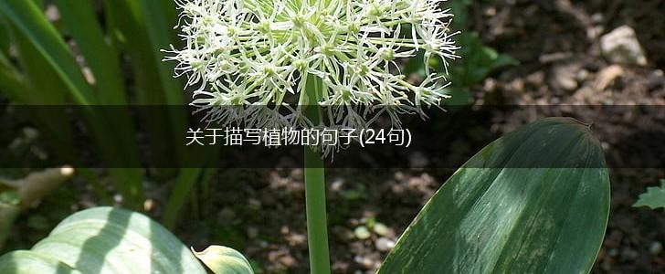 关于描写植物的句子(24句),第1张