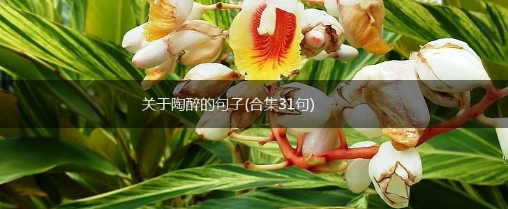 关于陶醉的句子(合集31句),第1张