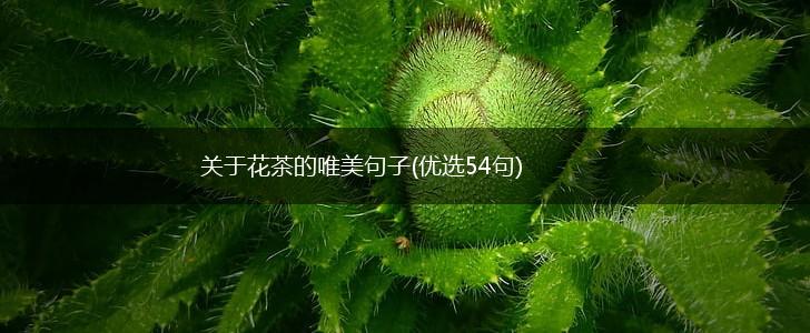 关于花茶的唯美句子(优选54句),第1张