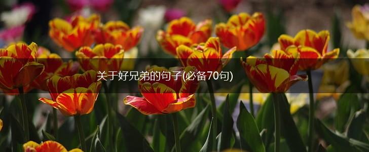 关于好兄弟的句子(必备70句),第1张