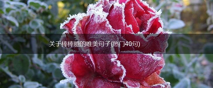 关于棒棒糖的唯美句子(热门40句),第1张