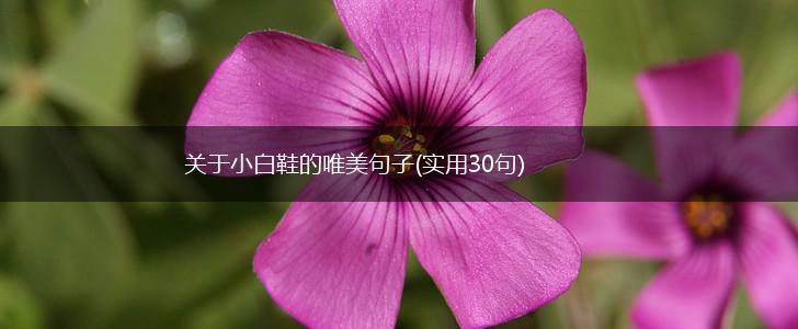 关于小白鞋的唯美句子(实用30句),第1张
