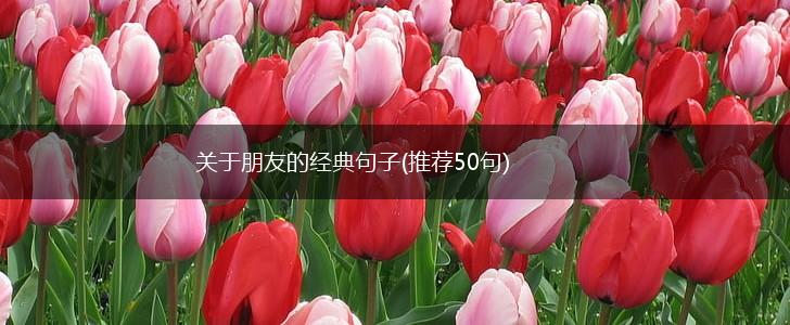 关于朋友的经典句子(推荐50句),第1张