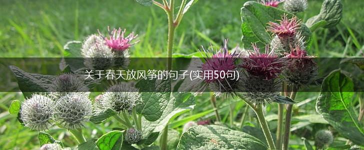 关于春天放风筝的句子(实用50句),第1张