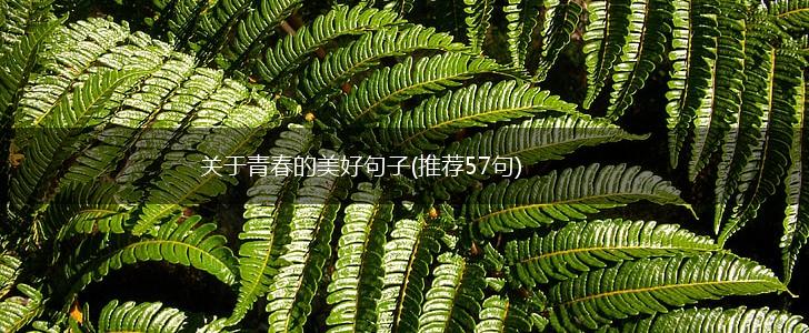 关于青春的美好句子(推荐57句),第1张