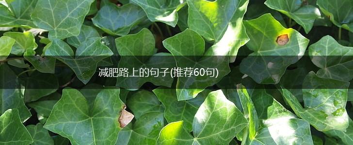 减肥路上的句子(推荐60句),第1张