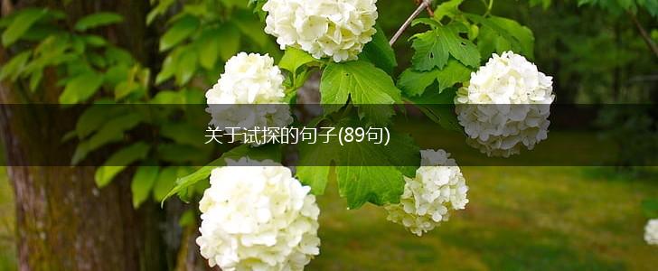 关于试探的句子(89句),第1张