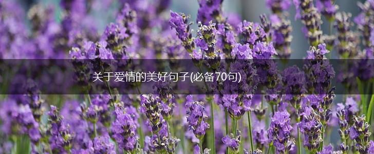 关于爱情的美好句子(必备70句),第1张