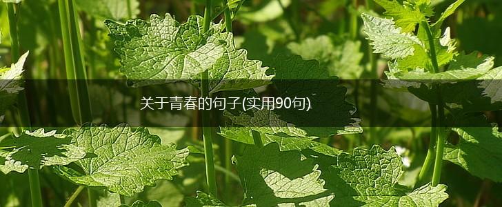 关于青春的句子(实用90句),第1张