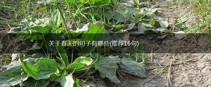 关于春天的句子有哪些(推荐16句),第1张