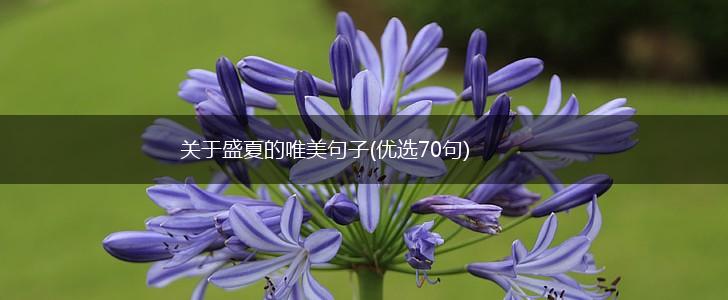 关于盛夏的唯美句子(优选70句),第1张