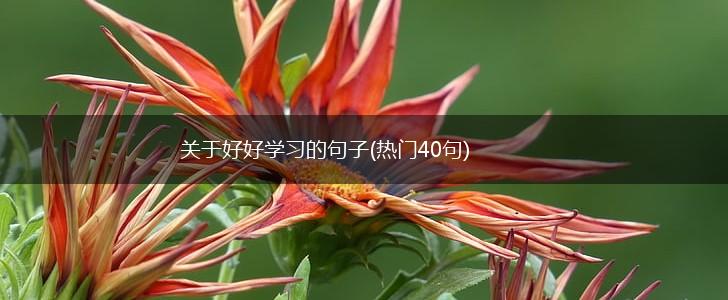 关于好好学习的句子(热门40句),第1张