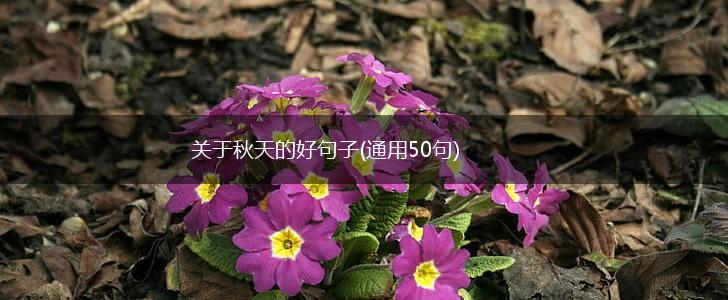 关于秋天的好句子(通用50句),第1张