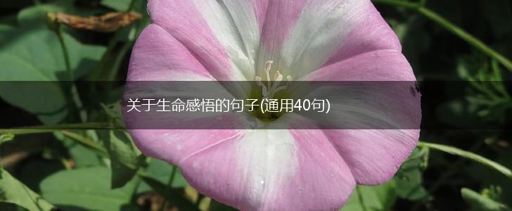 关于生命感悟的句子(通用40句),第1张