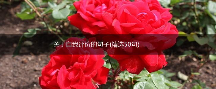 关于自我评价的句子(精选50句),第1张