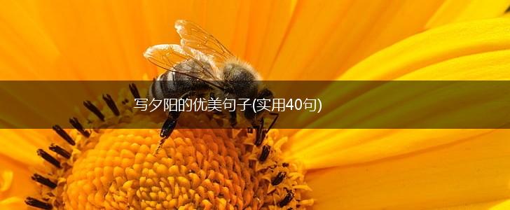 写夕阳的优美句子(实用40句),第1张