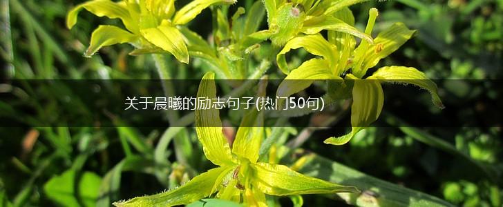 关于晨曦的励志句子(热门50句),第1张