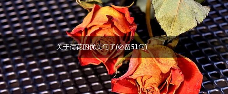 关于荷花的优美句子(必备51句),第1张