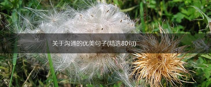 关于沟通的优美句子(精选80句),第1张