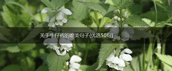 关于牛仔裤的唯美句子(优选50句),第1张