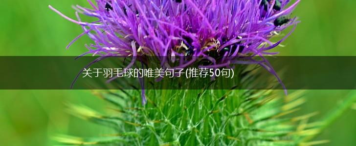 关于羽毛球的唯美句子(推荐50句),第1张