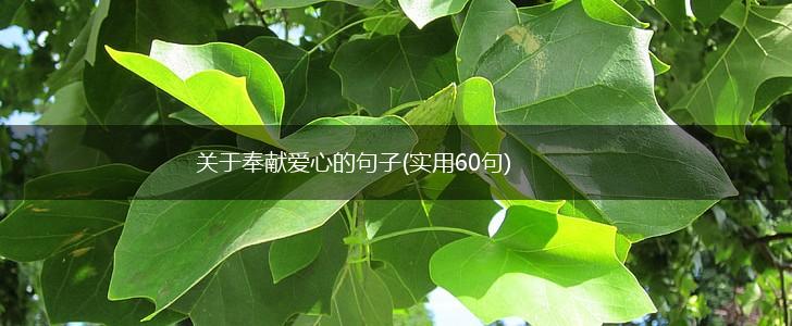 关于奉献爱心的句子(实用60句),第1张