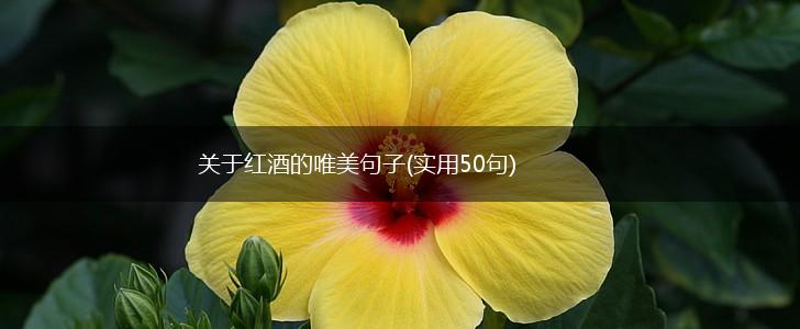 关于红酒的唯美句子(实用50句),第1张