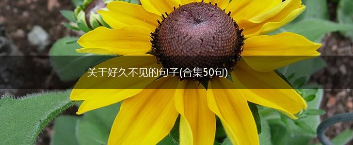 关于好久不见的句子(合集50句),第1张