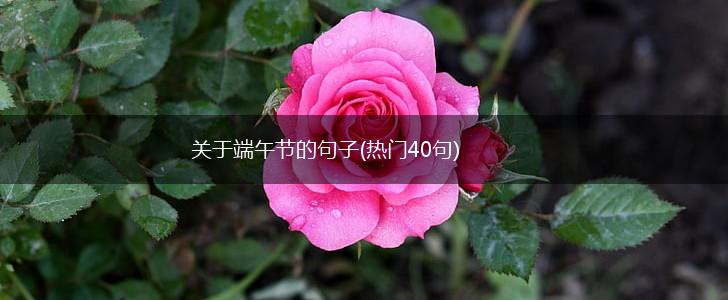 关于端午节的句子(热门40句),第1张
