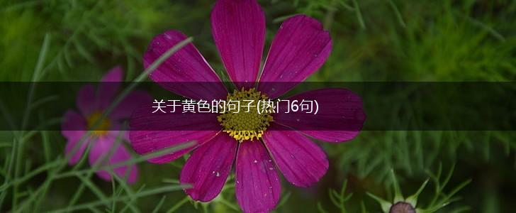 关于黄色的句子(热门6句),第1张