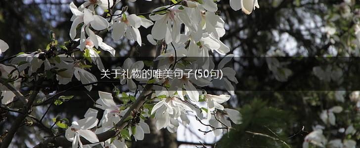 关于礼物的唯美句子(50句),第1张