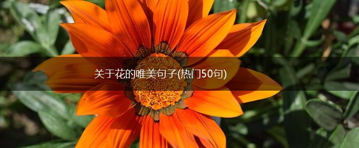 关于花的唯美句子(热门50句),第1张