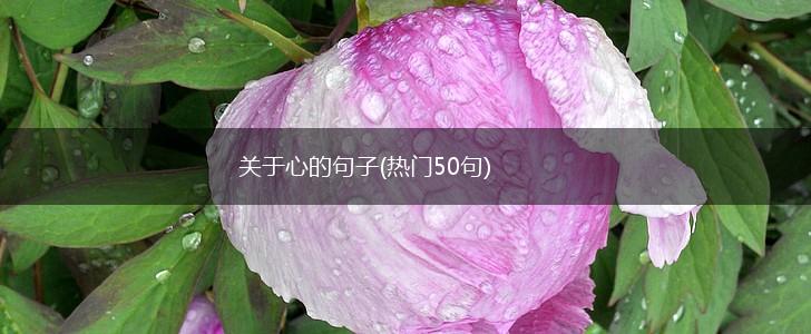 关于心的句子(热门50句),第1张