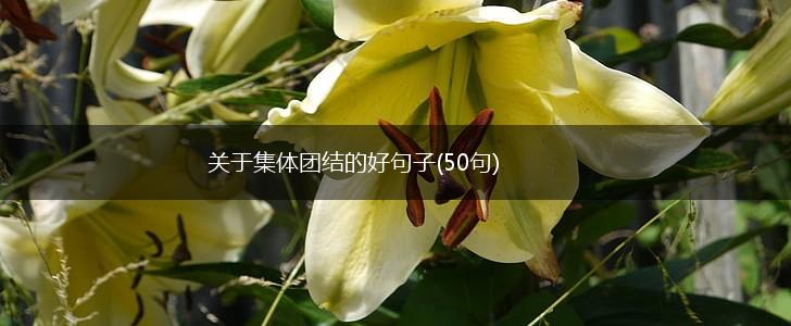 关于集体团结的好句子(50句),第1张