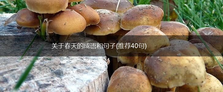 关于春天的成语和句子(推荐40句),第1张