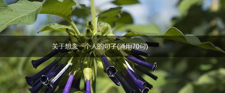 关于想念一个人的句子(通用70句),第1张