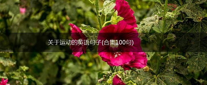 关于运动的英语句子(合集100句),第1张
