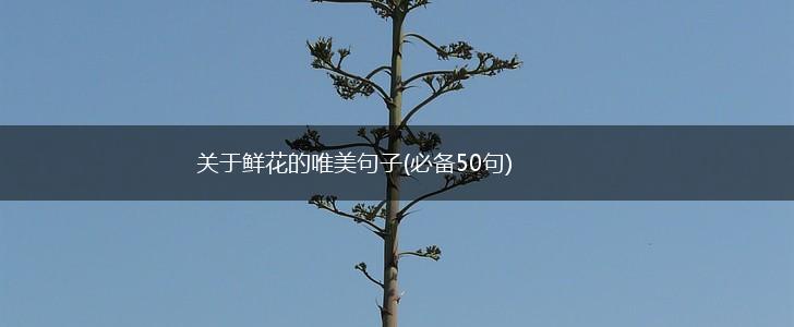 关于鲜花的唯美句子(必备50句),第1张