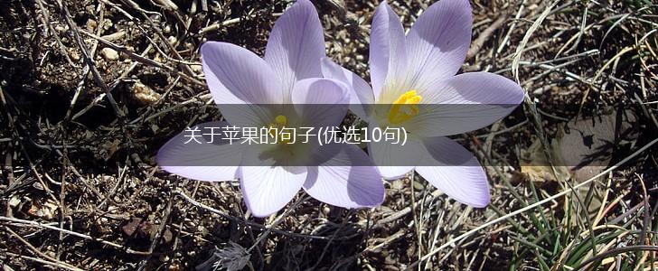 关于苹果的句子(优选10句),第1张