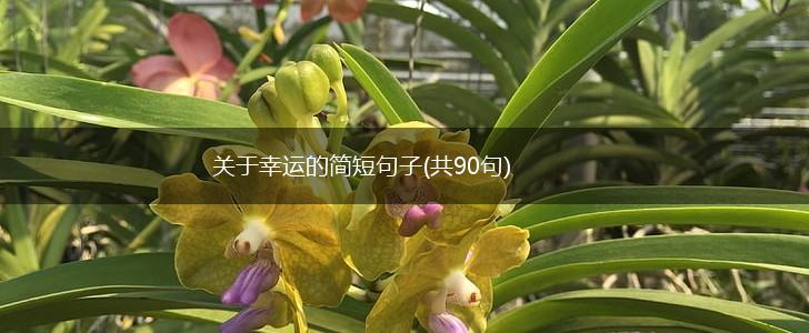 关于幸运的简短句子(共90句),第1张