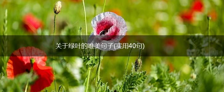 关于绿叶的唯美句子(实用40句),第1张