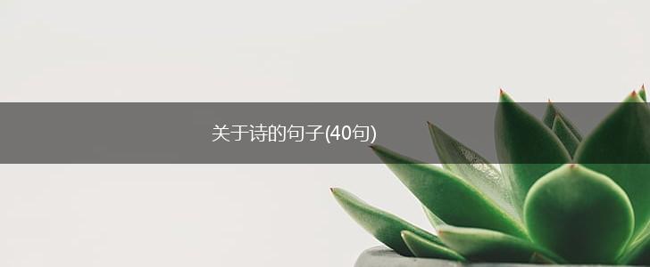 关于诗的句子(40句),第1张