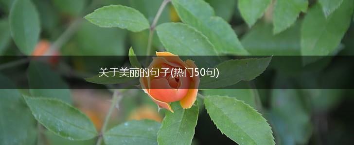 关于美丽的句子(热门50句),第1张