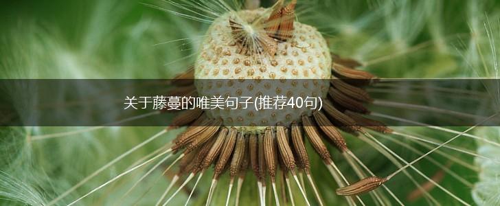 关于藤蔓的唯美句子(推荐40句),第1张