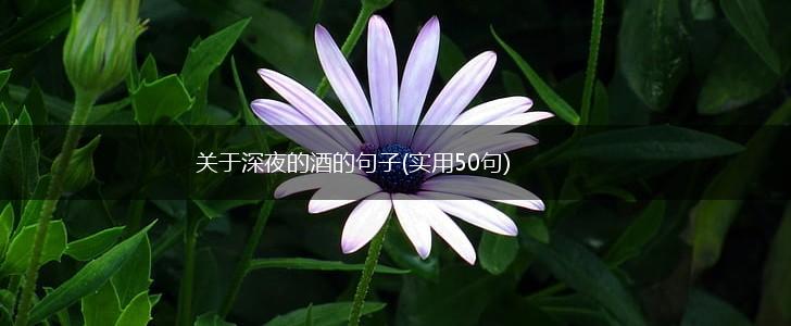 关于深夜的酒的句子(实用50句),第1张