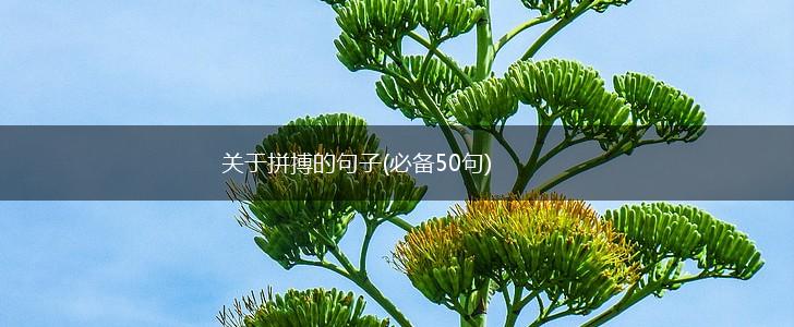 关于拼搏的句子(必备50句),第1张