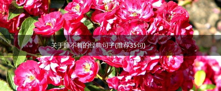 关于睡不着的经典句子(推荐35句),第1张