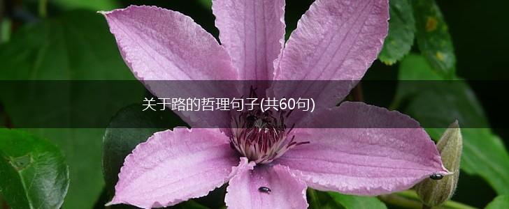 关于路的哲理句子(共60句),第1张