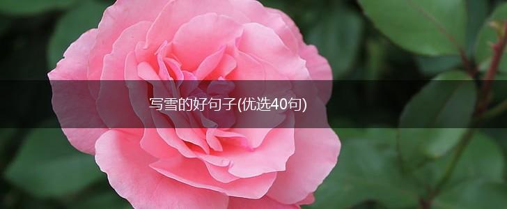 写雪的好句子(优选40句),第1张