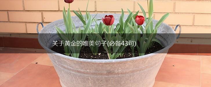 关于黄金的唯美句子(必备43句),第1张
